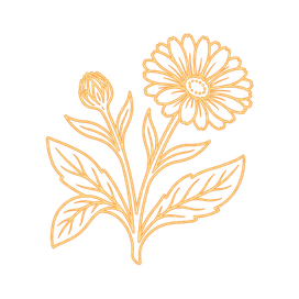 Caléndula