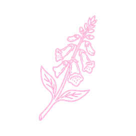 Yüksük Otu (Digitalis)