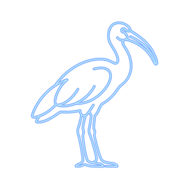 Ibis