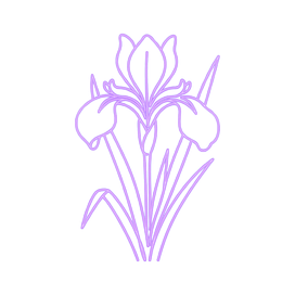 Schwertlilie (Iris)
