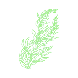 Braunalge (Kelp)