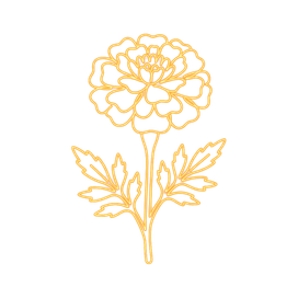 Tagetes (Studentenblume)