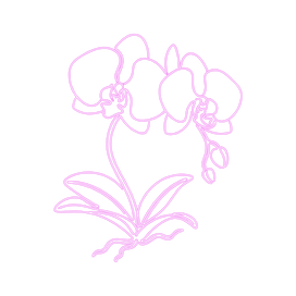 Orchidee