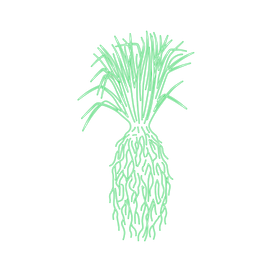 Vetiver