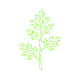 Wermutkraut